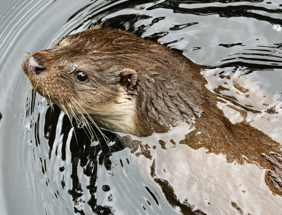 Loutre d'Europe